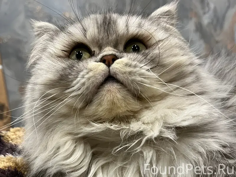 Пропал кот, Красноармейская 121