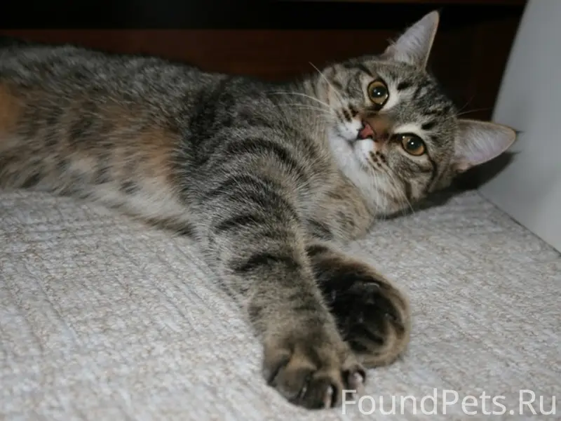 Пропала кошка камышового окраса, без задней лапки