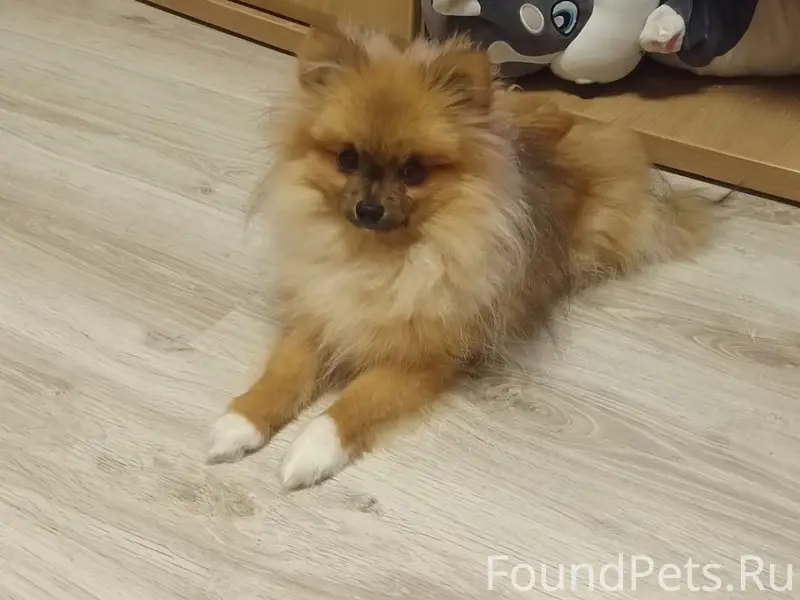 Пропал шпиц Рич, Красная площадь