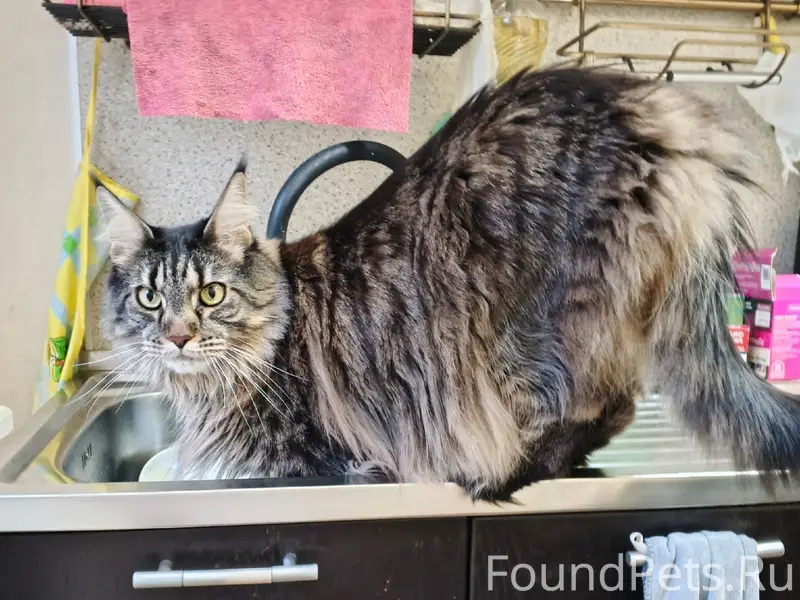 Пропал мейкун, район лдк