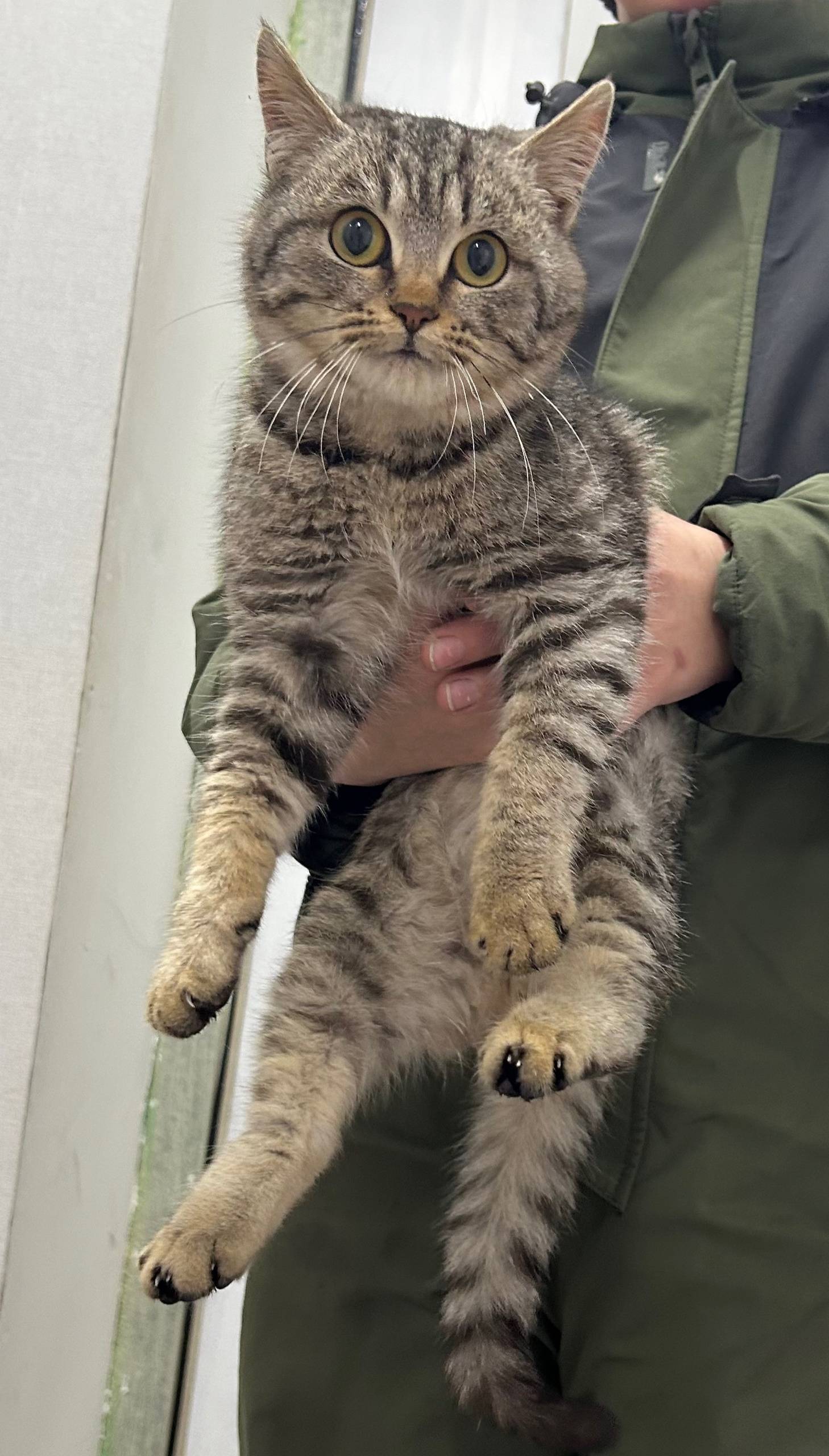 Найдена кошка, Уфанет, Дачник, парк Нефтяников