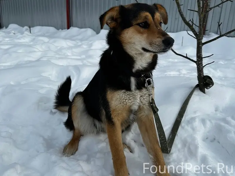 Пропала собака Маша, Горка Нищих, Бежичи