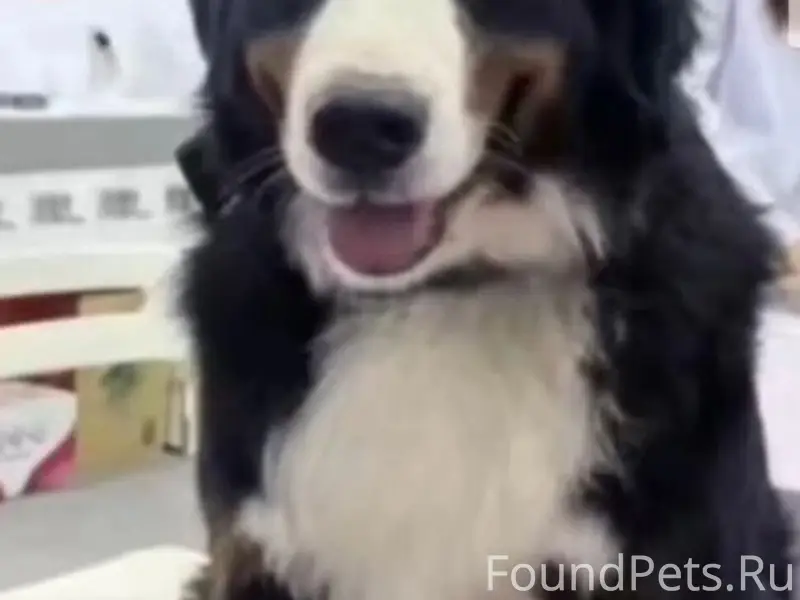 Пропал бернский зенненхунд Симба, Шанхай