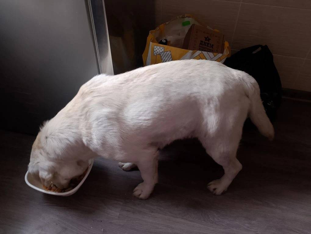 Найден лабрадор, трасса М5, Средняя Солонцовка