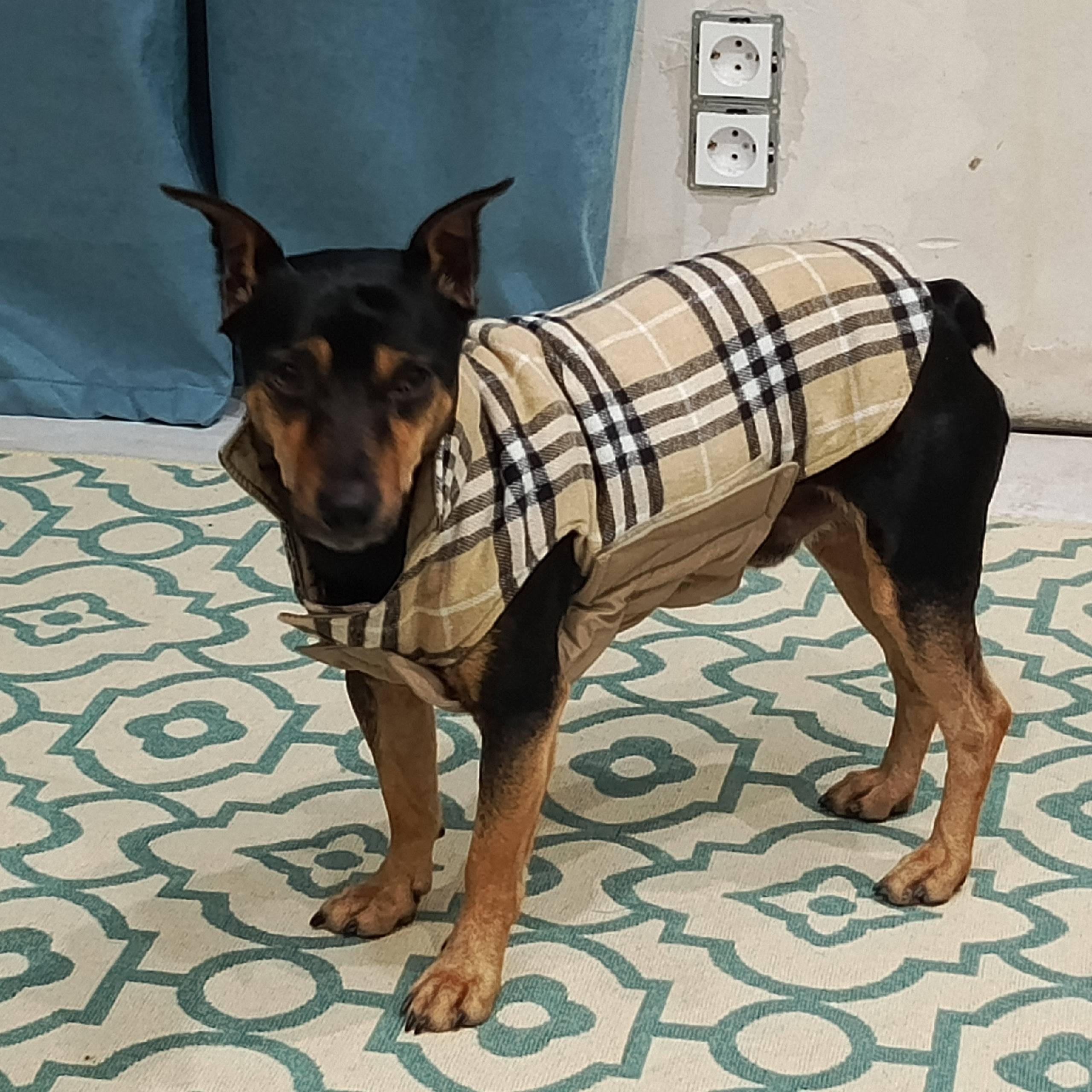 Пропал цвергпинчер Тайсон, район царского села