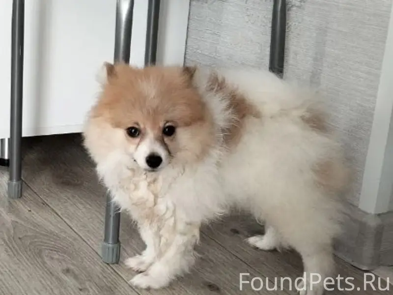 Пропала собака, район кладбища