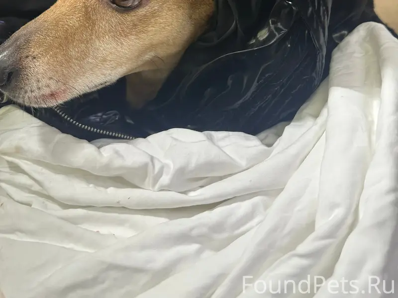 Найдена собака, Павлова,4