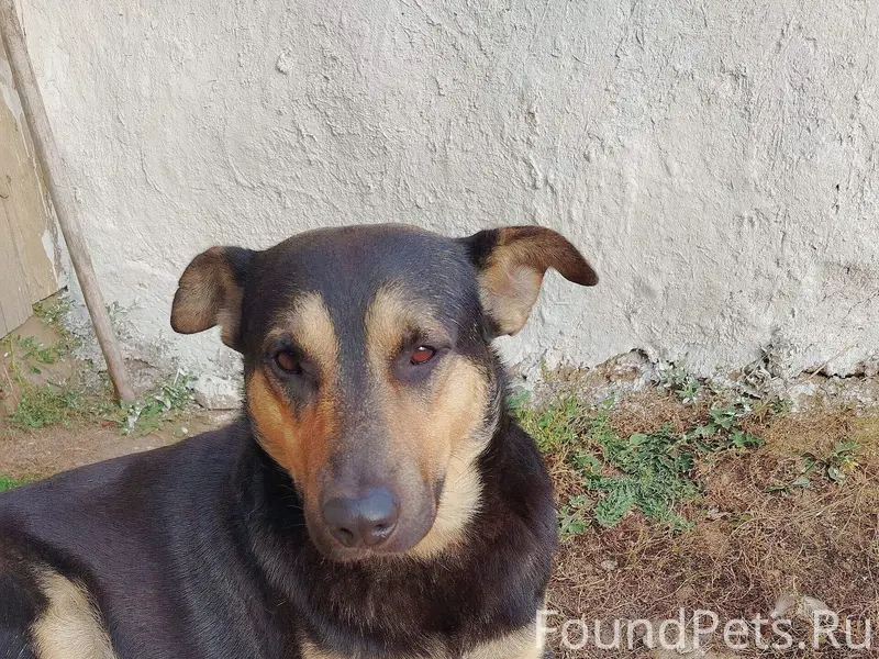 Пропал Джим, С. Белая Гора