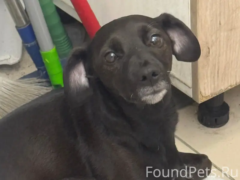Найден чёрный щенок, ул. Победы, 12