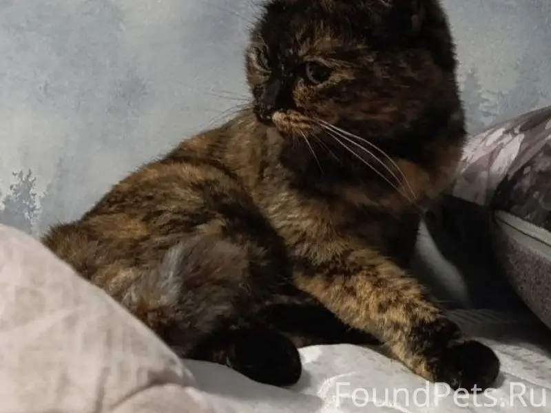 Пропала кошка, [место: двор 31-го дома]