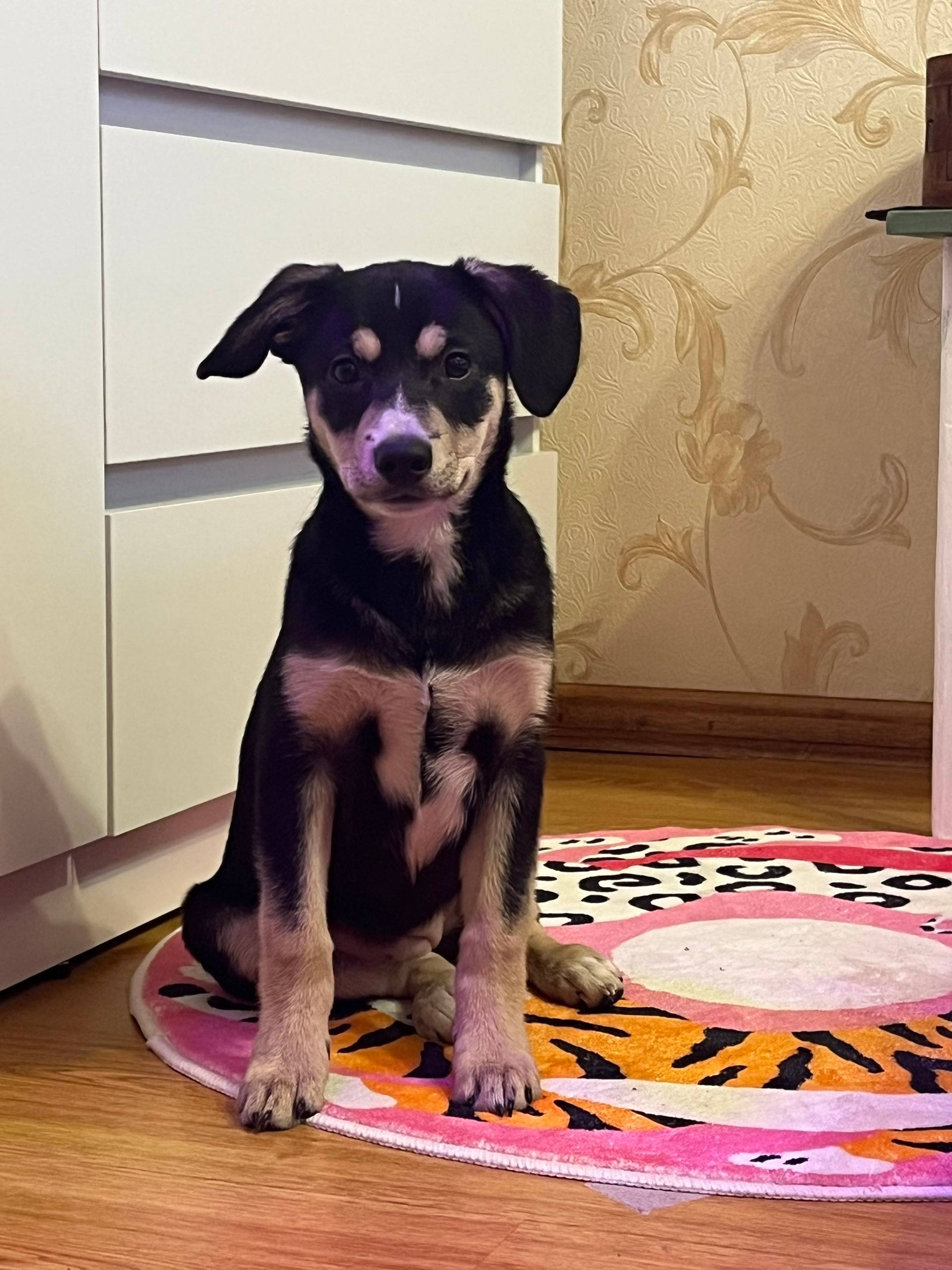 Найден щенок, находится во дворе рядом с Садовой 8 и 10