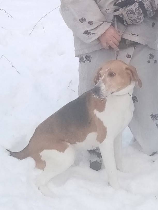 Пропала русская пегая гончая, станция Чайковская