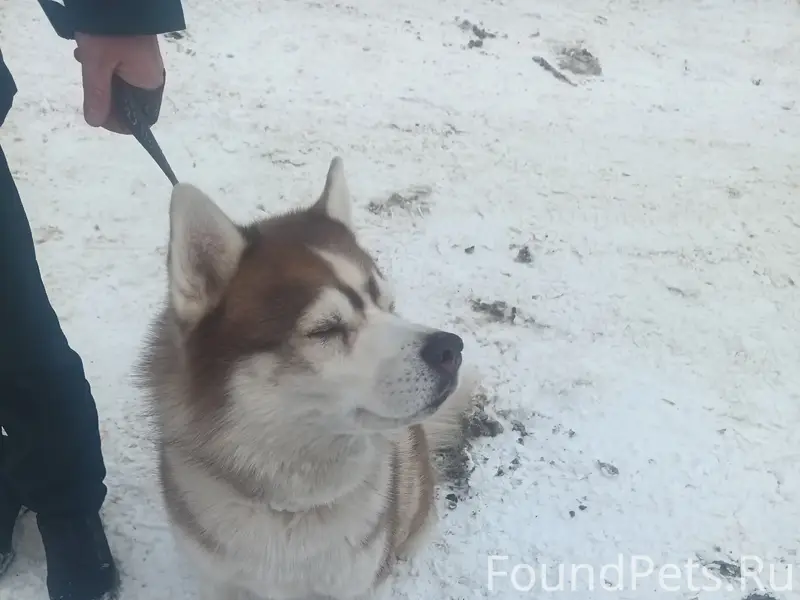 Найден хаски, район Аленкино
