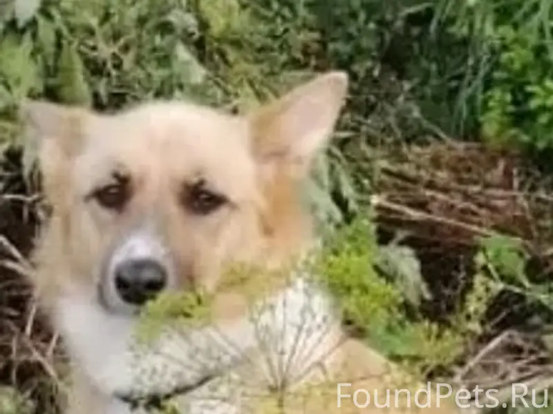 Пропала собака Лада, четвертый микрорайон