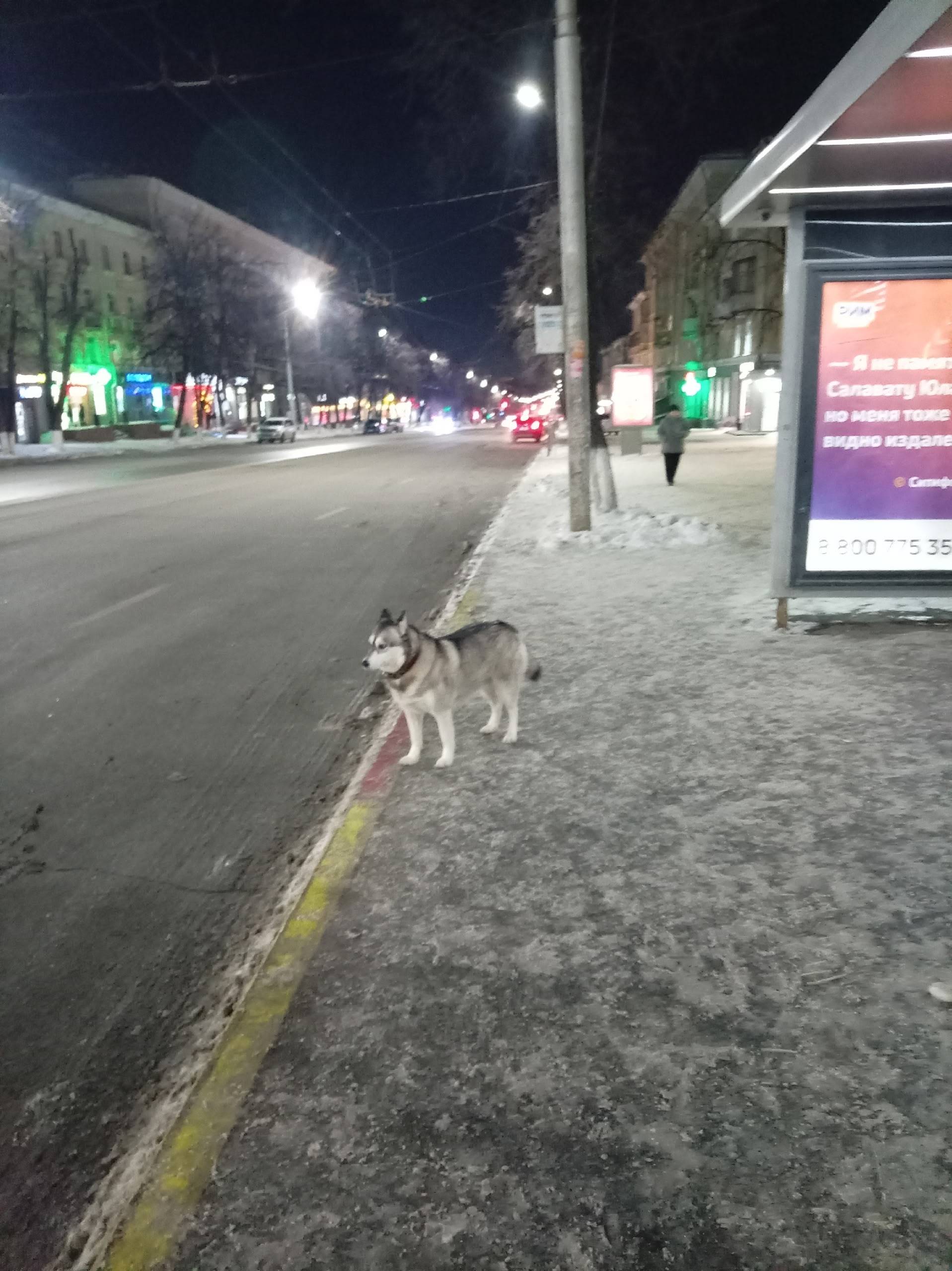 Пропала собака, восьмиэтажки