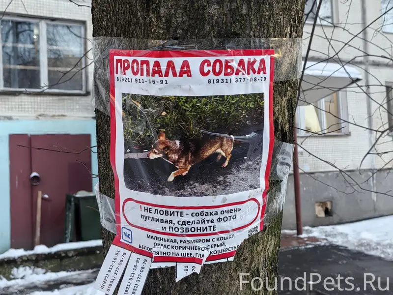 Пропала собака, Санкт-Петербург