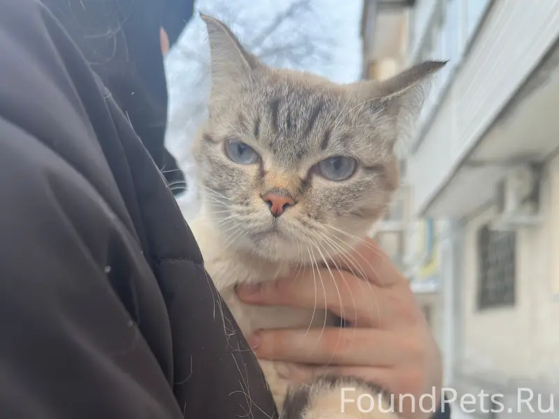 Найдена кошка, предположительно беременная