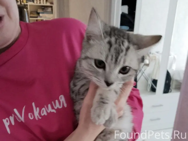 Найден котёнок, пр. Комсомольский д.17