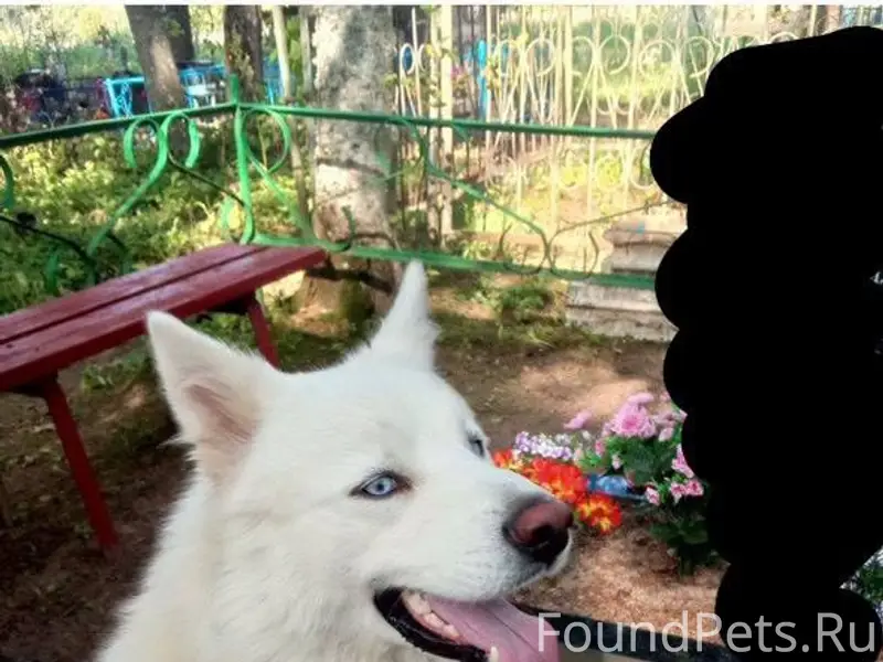 Пропал Рекс, д. Стуколово