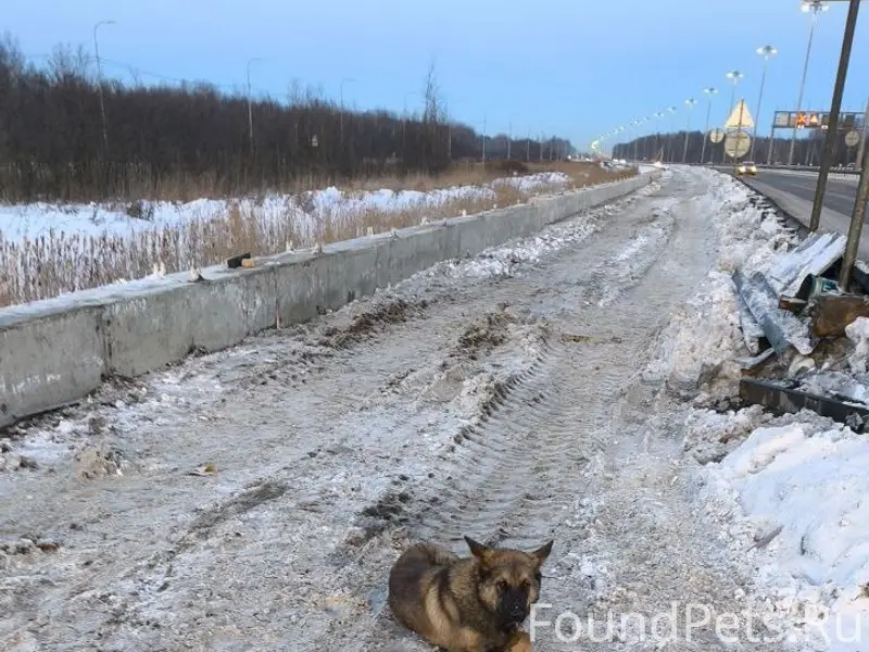 Найден пёс, КАД