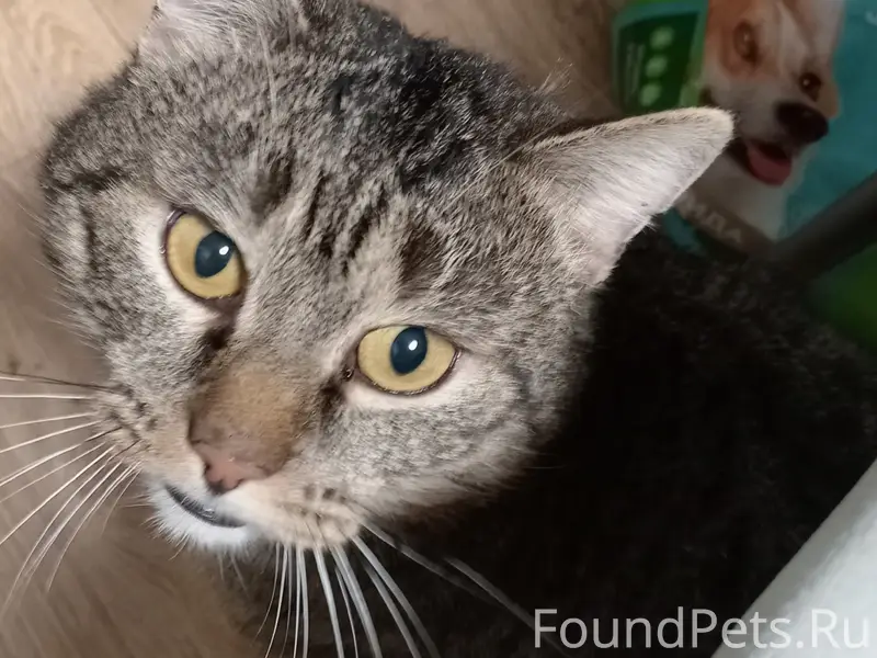 Пропал кот, район Дружба, Лесовик