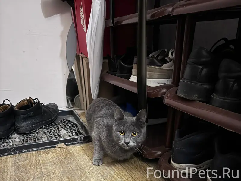 Найдена кошка, Ленинский район