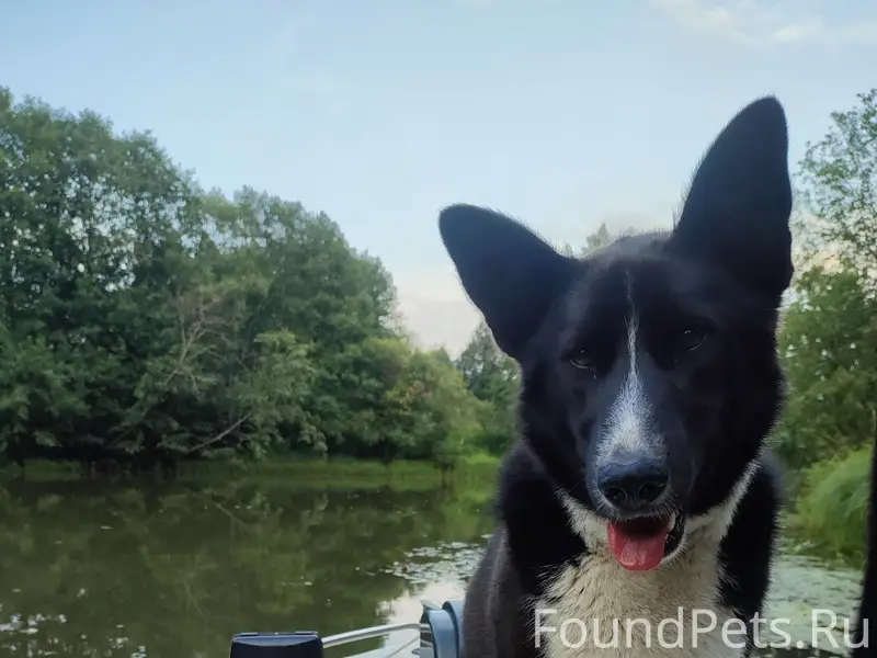 Пропала собака, хромая, Юных Пионеров