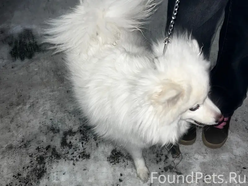 Пропала собака, ТЦ Сельский парк