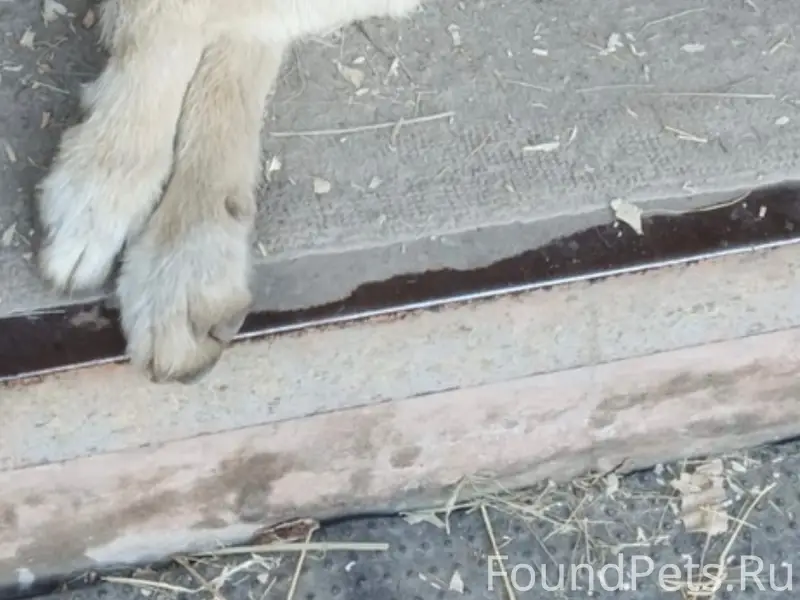 Пропала собака, хромает, Приокский район