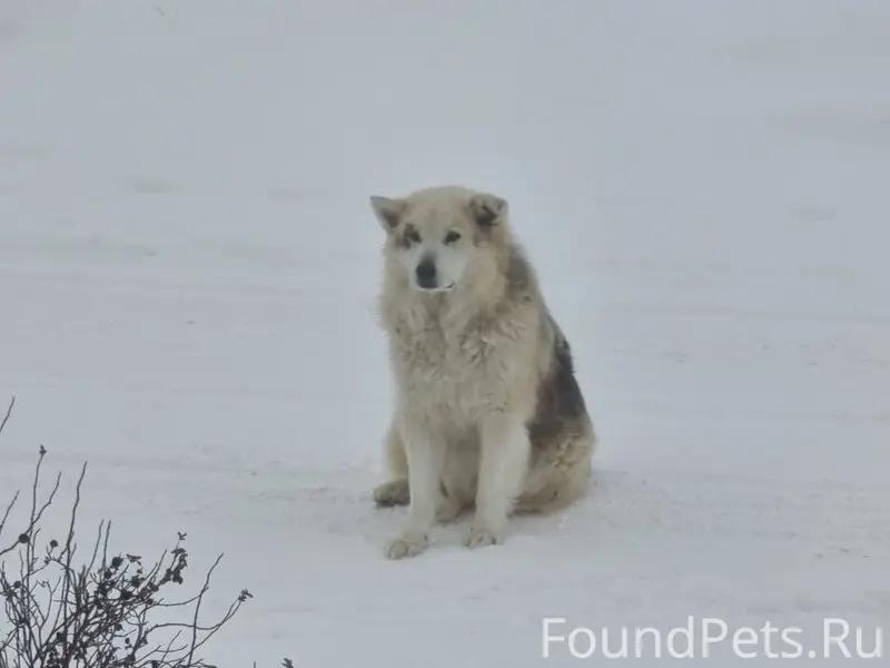 Пропал крупный пёс Жорик, ул. Пушкина
