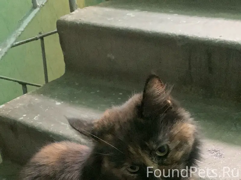 Найдена кошка, 6 микрорайон