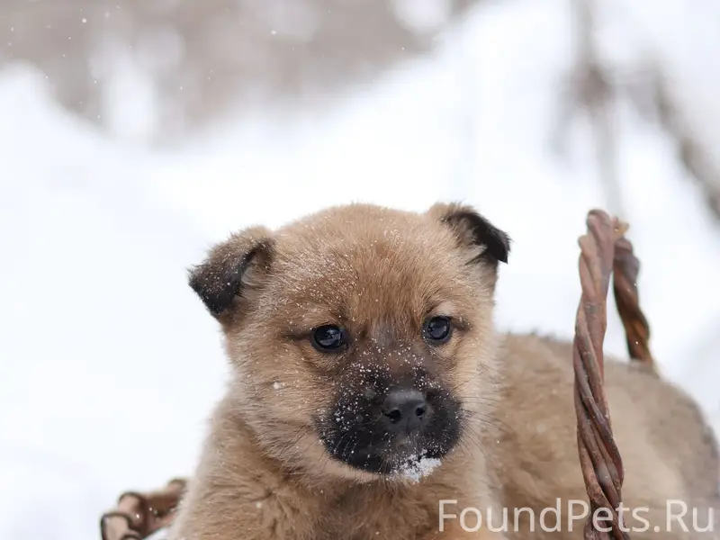 Найдены щенки, [место неизвестно]