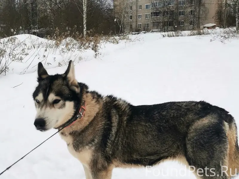 Найден хаски, Заволжский район, Малышково