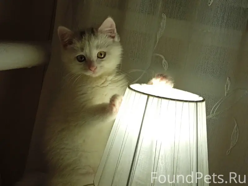 Пропал котёнок, Нагорный микрорайон