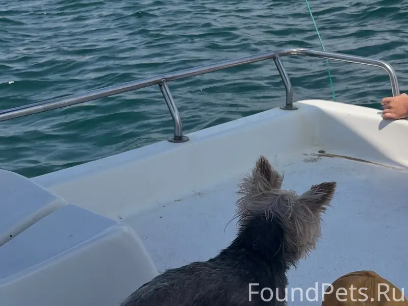 Пропала собака ёрк Силя