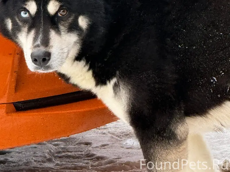 Пропала собака, Заводской район