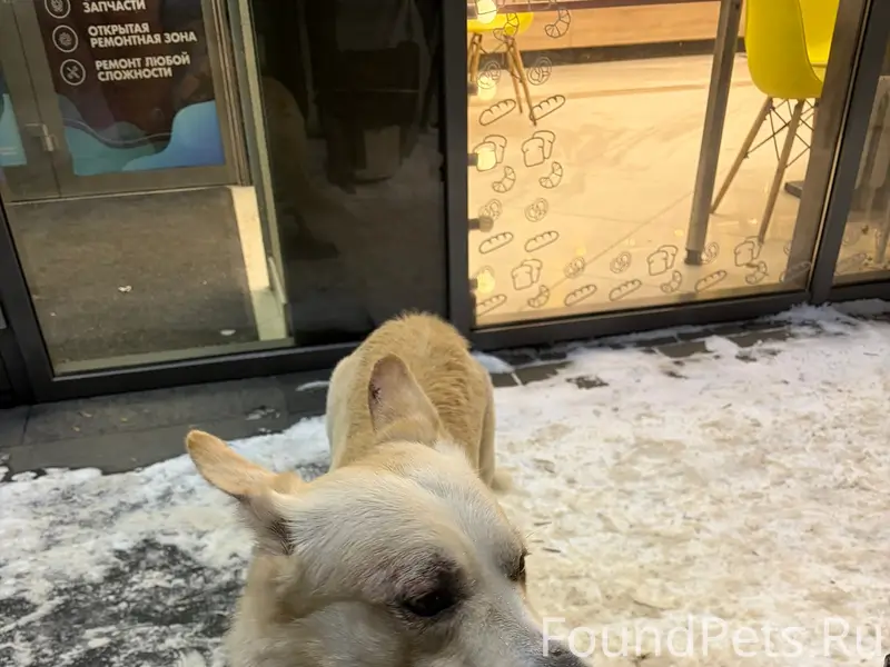Найден тип собака, пр. Строителей 76