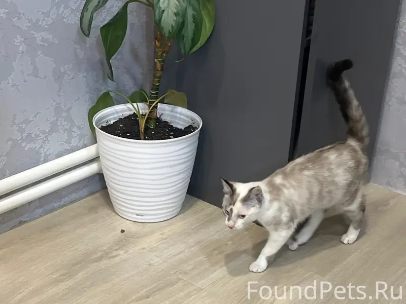 Найден котёнок, место не указано