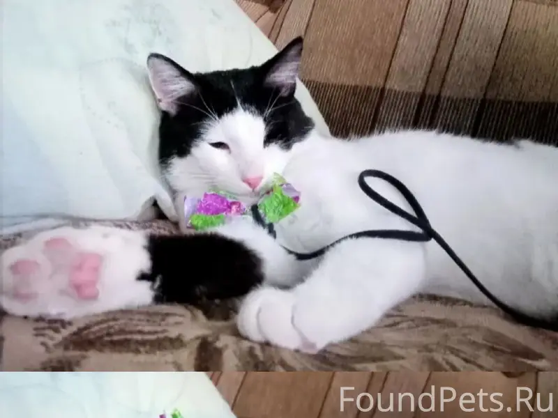 Пропал кот Макс, Досчатое (Решное)