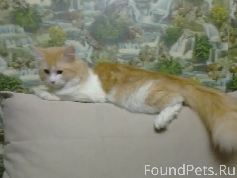 Пропал кот Вася, Екатеринбург