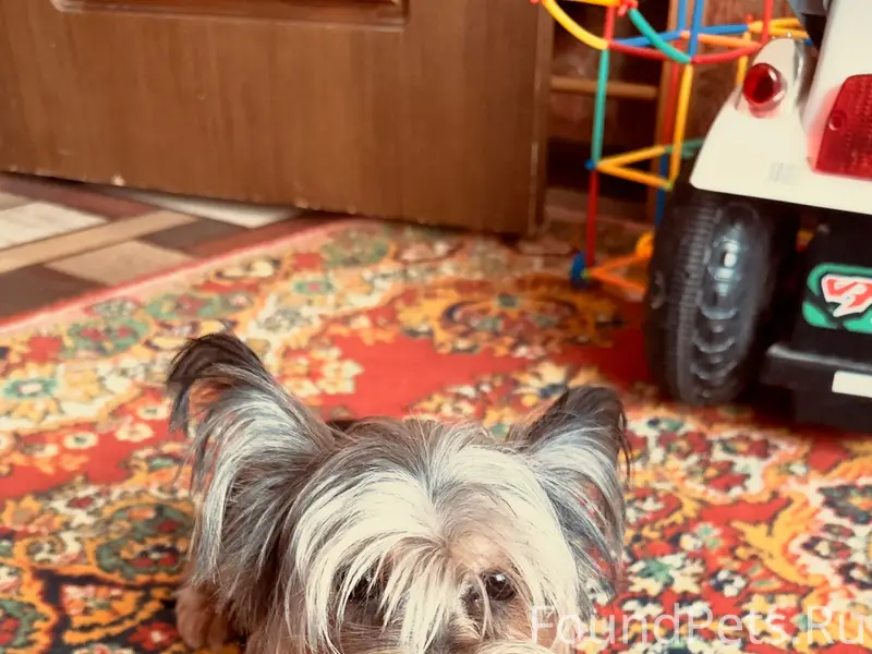 Найден щенок, старый город