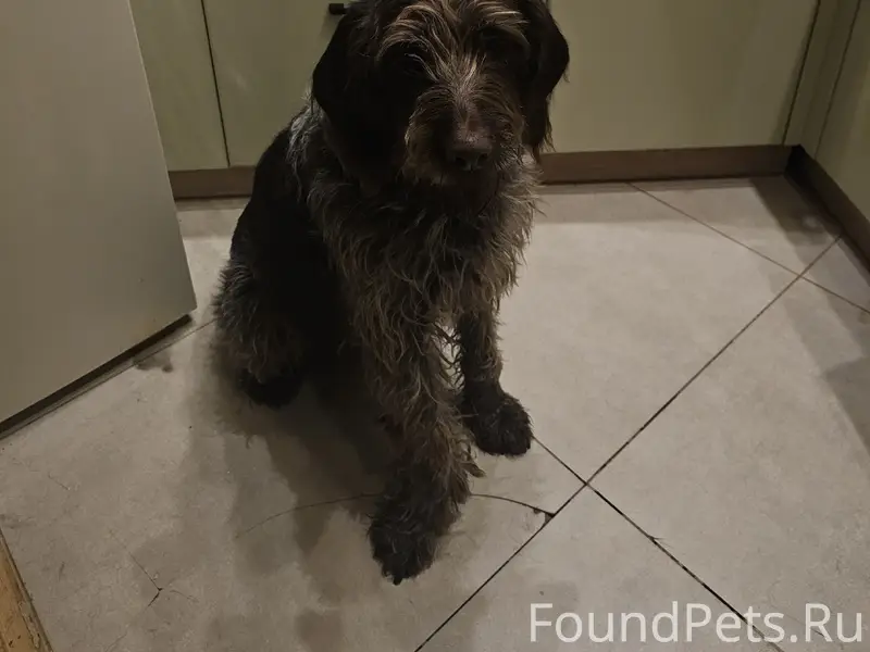 Найден Дратхаар, г. Тверь, улица Шишкина