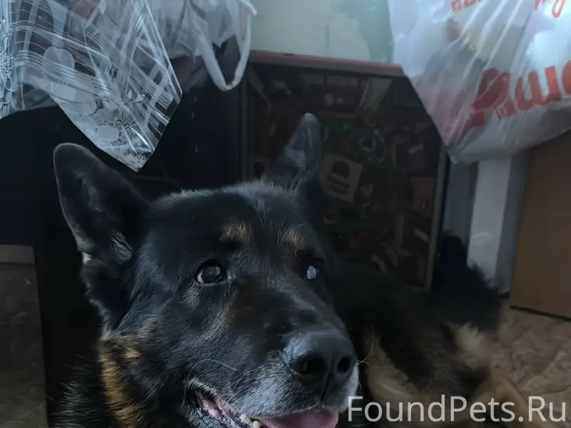 Найден кобель, Хрущёвка