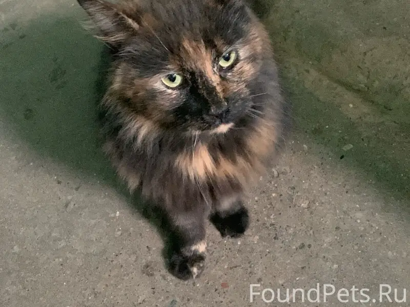 Найдена кошка, 6 микрорайон