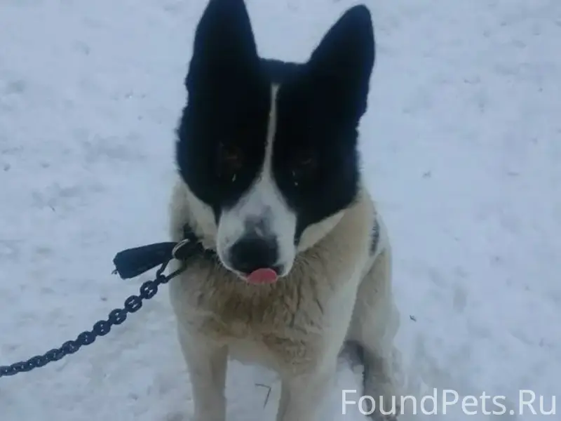 Пропала собака