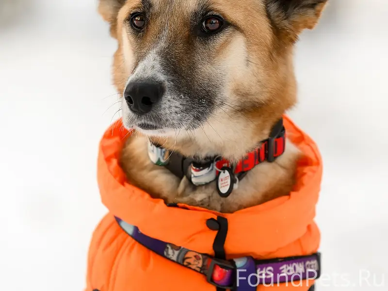 Найдена кошка Эльза, трасса