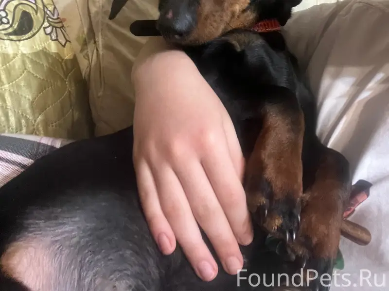 Пропал кобель такса Эня, Зубцовский район