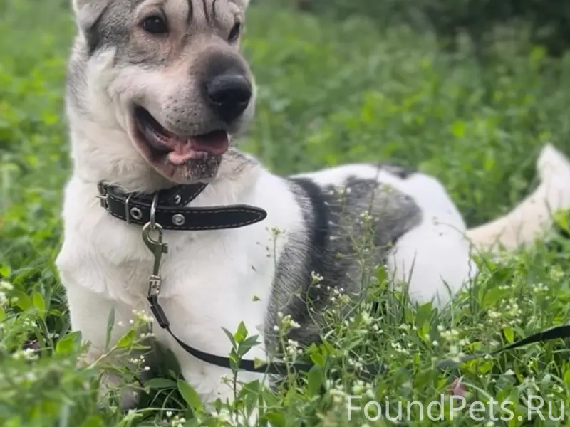 Пропала собака Пуша, Новомосковск