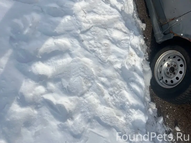 Найден бездомный пёс, район неизвестен