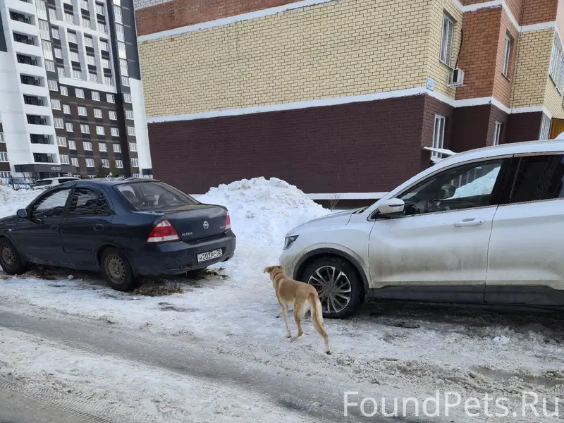 Пропала собака, Советский р-н